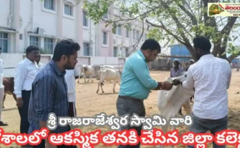 Vemulawada Gosala Inspection 2025 : గోవుల సంరక్షణపై కలెక్టర్ ప్రత్యేక ఆదేశాలు