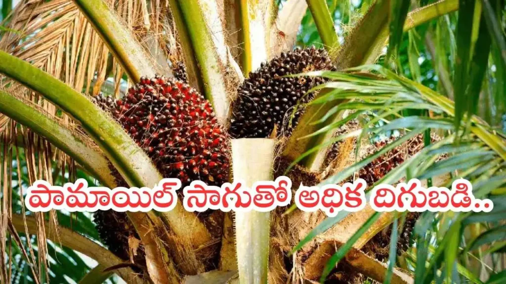 Palm Oil 1024x576