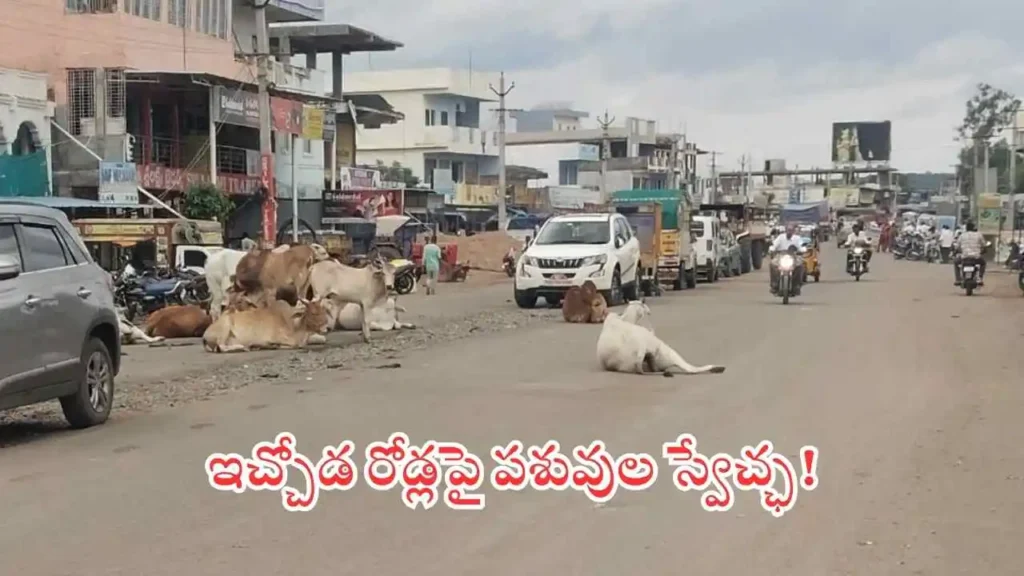 Animals On Road Adilabad 1024x576