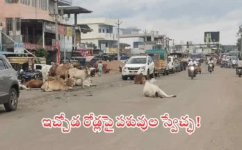 animals on road adilabad