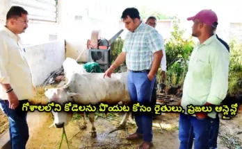 vemulawada goshala