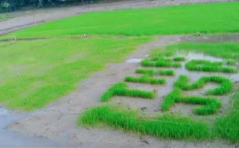 Farmers Emotional Gesture