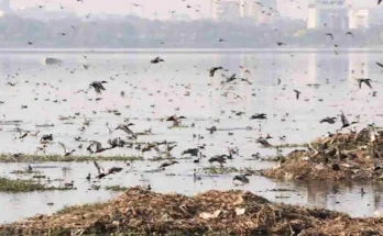 Ganesh Immersion Hyderabad tankbund