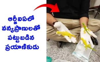 Passenger Possessing Wildlife Species Held at RGIA Hyderabad