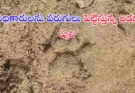 siddipet-tiger-movement-forest-alert