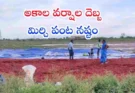 Telangana Crop Damage Rains : అకాల వర్షాలతో తెలంగాణలో పంటలు నాశనం…