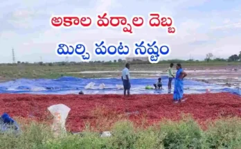 Telangana Crop Damage Rains
