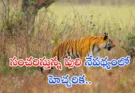 Telangana wandering tiger warning : సంచరిస్తున్న పులి నేపథ్యంలో హెచ్చరిక..