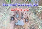 wandering tiger in Telangana : తెలంగాణలో సంచరిస్తున్న పులి మరో దాడి..