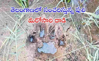 wandering tiger in Telangana