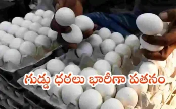 EGG PRICES IN INDIA