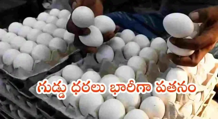 EGG PRICES IN INDIA