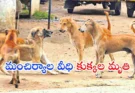 Mancherial Stray Dogs Poisoned