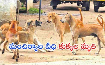 Mancherial Stray Dogs Poisoned