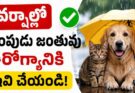 Pet Owners Alert: వర్షాల్లో ఈ చిన్న తప్పులు చేస్తే ప్రమాదమే!