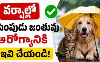 Monsoon Pet Care Tips Pet Owners Alert