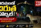 Leopard spotted near Alipiri Tirumala walking path close to Sri Narasimha Swamy Temple as TTD and forest officials increase security for devotees.