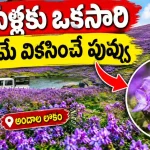 Neelakurinji Flower Hyderabad