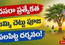 Dasara Jammi Chettu Puja: జమ్మి చెట్టు పూజ, పలపిట్ట దర్శనం ఎందుకు చేస్తారో తెలుసా? పూర్తి వివరాలు!