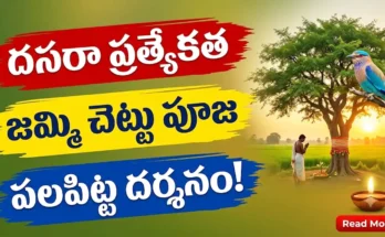 Dasara Special - Jammi Chettu Puja and Palapitta Darshanam Significance in Telangana
