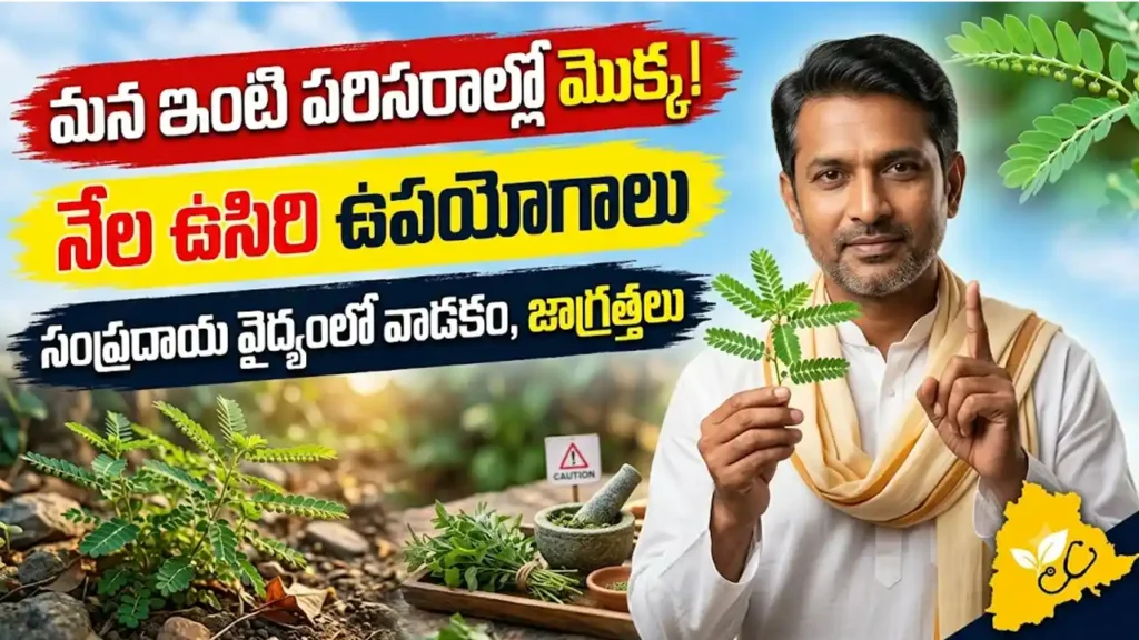 నేల ఉసిరి ఉపయోగాలు : ఆకుల కింద విత్తనాలు ఉన్న నేల ఉసిరి (ఫైలాంథస్ అమరస్) మొక్క
