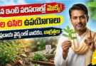 నేల ఉసిరి ఉపయోగాలు: సంప్రదాయ వైద్యంలో ఈ మొక్క ప్రత్యేకత ఏమిటి?