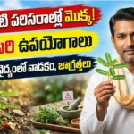 నేల ఉసిరి ఉపయోగాలు : ఆకుల కింద విత్తనాలు ఉన్న నేల ఉసిరి (ఫైలాంథస్ అమరస్) మొక్క