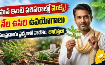 నేల ఉసిరి ఉపయోగాలు : ఆకుల కింద విత్తనాలు ఉన్న నేల ఉసిరి (ఫైలాంథస్ అమరస్) మొక్క