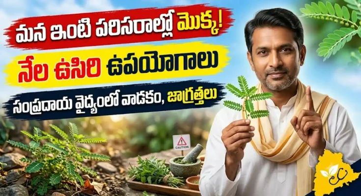 నేల ఉసిరి ఉపయోగాలు : ఆకుల కింద విత్తనాలు ఉన్న నేల ఉసిరి (ఫైలాంథస్ అమరస్) మొక్క